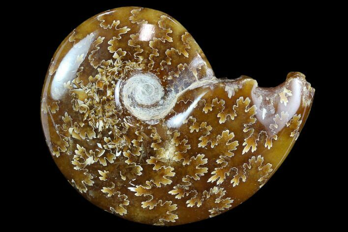 Polished, Agatized Ammonite (Cleoniceras) - Madagascar #117406